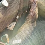 Seekor Buaya Tersangkut di Keramba Warga di Kampung Batu Putih