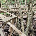 DPRD Berau Dorong Perbaikan Sarana dan Prasarana di Wisata Hutan Mangrove Tanjung Batu
