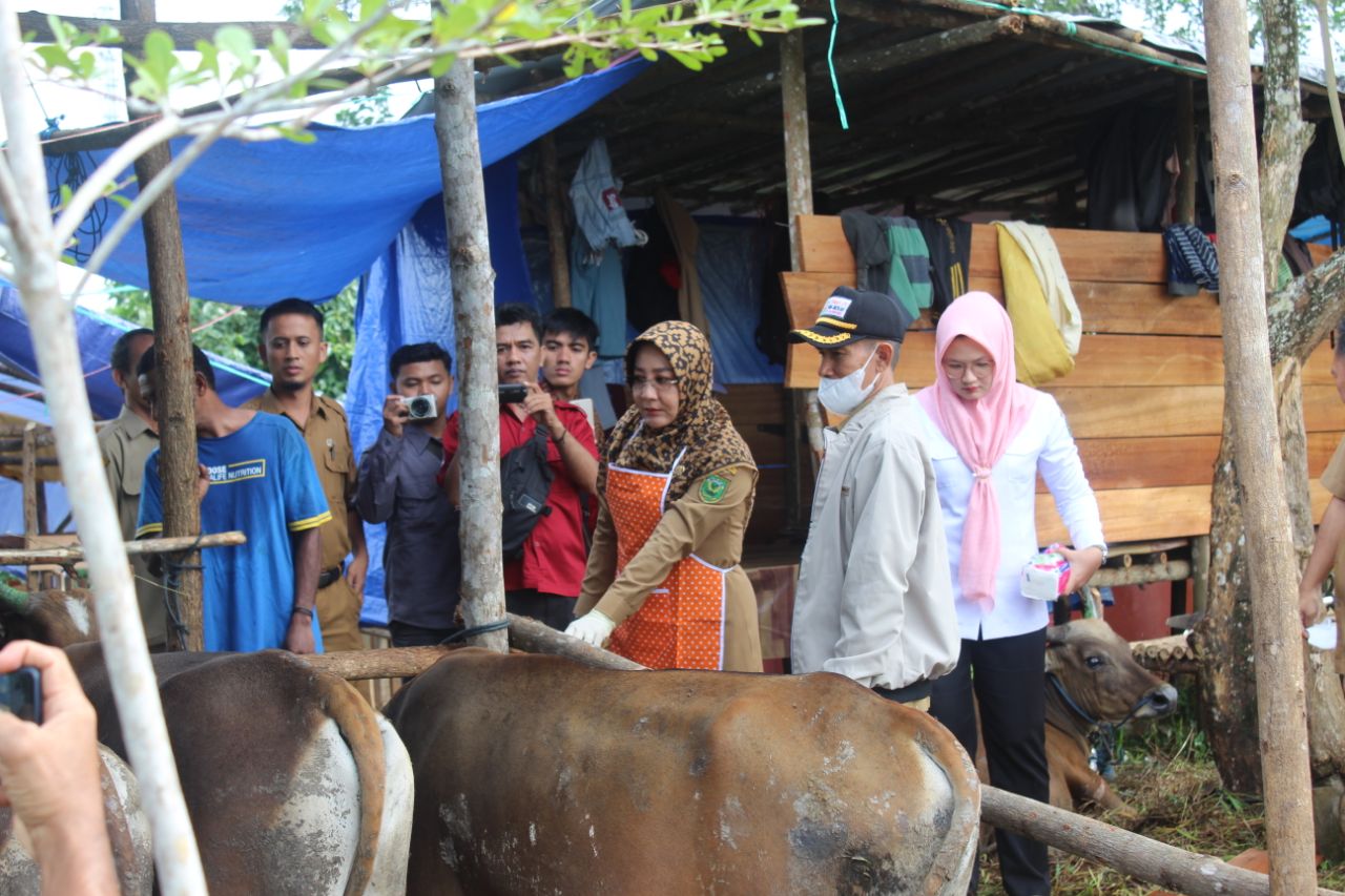 Jelang Iduladha, Bupati Pastikan Hewan Kurban Aman dan Sehat