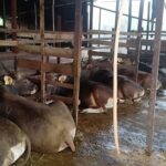 Kaltim Surplus Hewan Ternak untuk Kebutuhan Iduladha