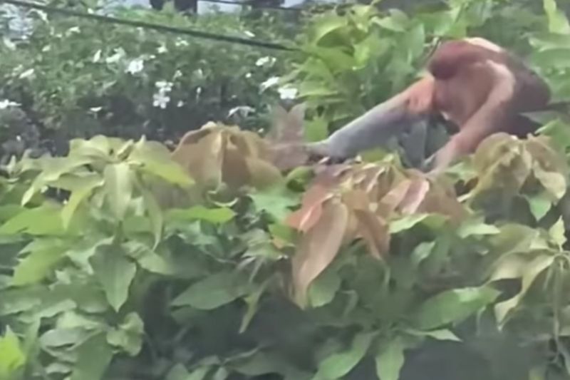 BKSDA Kaltim Pantau Keberadaan Bekantan di Perumahan Samarinda