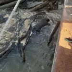 Jasad Motoris Speed Boat yang Dicari di Perairan Batu-Batu Ditemukan