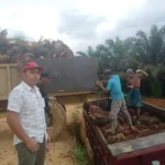 Kolaborasi BUMDes dan Perusahaan Sawit, Program Mabuk Kepayang di Desa Sungai Payang Jadi Program Inovasi Terbaik