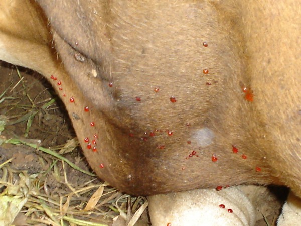 Diversifikasi Jenis Sapi Ternak Cegah Penyebaran Penyakit Jembrana