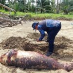 Pesut Laut Ditemukan Mati di Pantai Corong