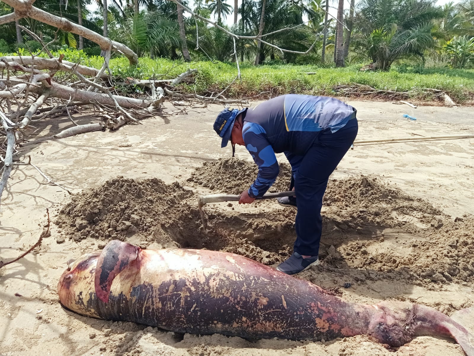 Pesut Laut Ditemukan Mati di Pantai Corong