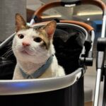 Kucing Presiden Prabowo: Bobby Kertanegara Menyambangi Istana Merdeka