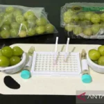 Bapanas: Anggur Shine Muscat Aman Dikonsumsi, 90 Persen Bebas Residu Pestisida