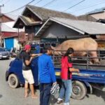 Kerbau Mengamuk, 4 Sepeda Motor Rusak
