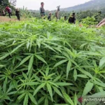 Sindrom Hiperemesis Kanabinoid: Efek Samping Ganja Jangka Panjang yang Mengancam Kesehatan