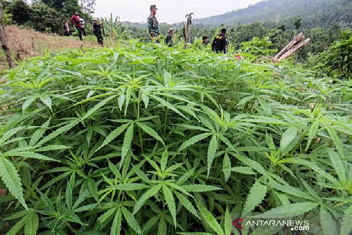 Sindrom Hiperemesis Kanabinoid: Efek Samping Ganja Jangka Panjang yang Mengancam Kesehatan