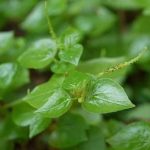 Sirih Cina: Tanaman Herbal dengan Segudang Manfaat untuk Kesehatan