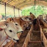 Distan PPU Imbau Peternak Waspadai Penyakit Lato-Lato pada Sapi