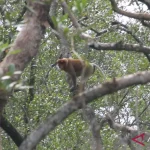 Bekantan dan Rimbun Mangrove Babulu Laut: Menyelamatkan Primata Endemik di Tengah Krisis Habitat