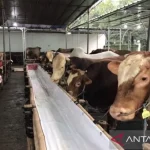 Wabah LSD Serang 50 Sapi di Kalimantan Timur, Peternak Diminta Tingkatkan Biosecurity