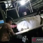 Pemkab PPU Genjot Inseminasi Buatan, Targetkan Populasi Sapi Meningkat pada 2025
