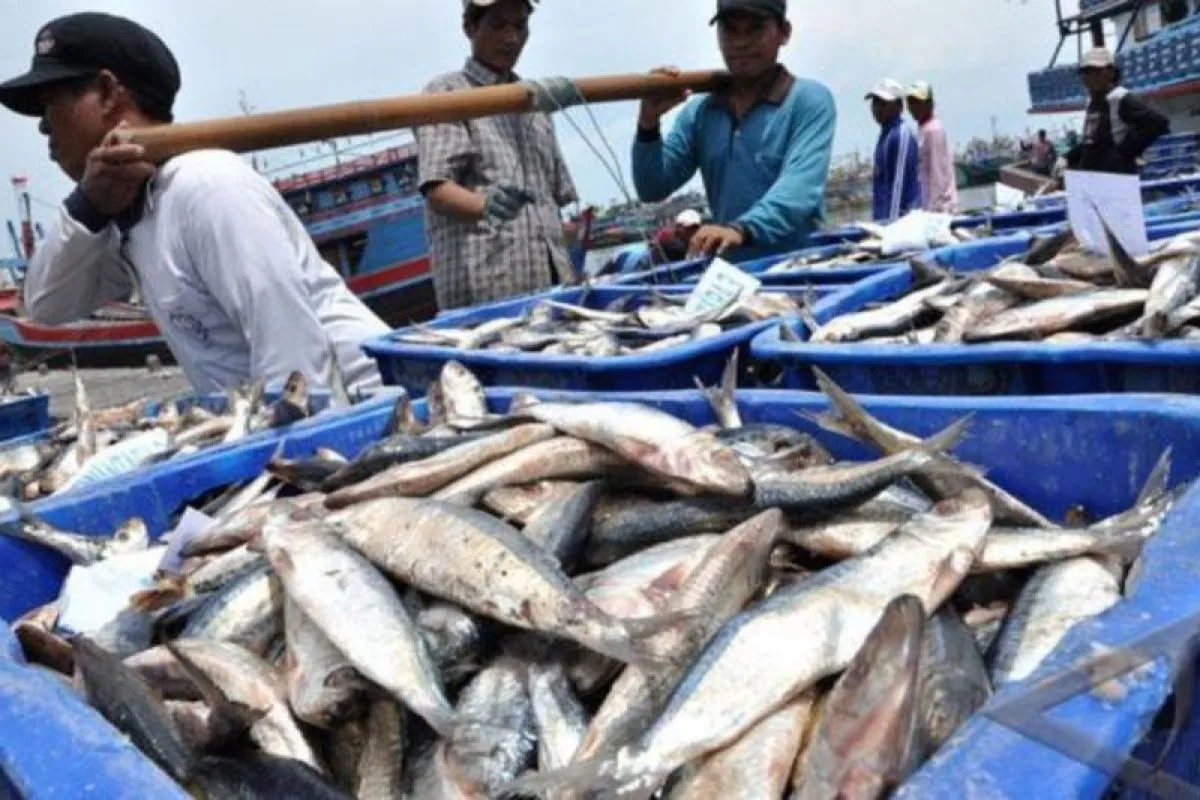 Bontang Siap Jadi Sentra Pengalengan Ikan Nasional, Dorong Hilirisasi dan Ekonomi Pesisir