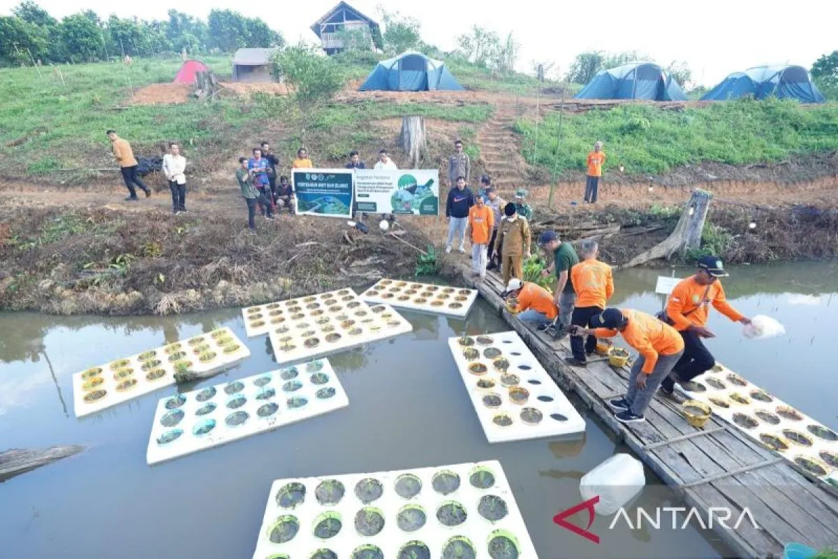 padi terapung, Bupati Kutim, pertanian inovatif, Desa Tepian Langsat, lahan terbatas