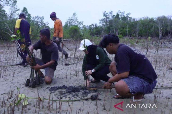 mangrove Kaltim, hutan mangrove, ekosistem, lingkungan, tambak berkelanjutan, Rehabilitasi Mangrove