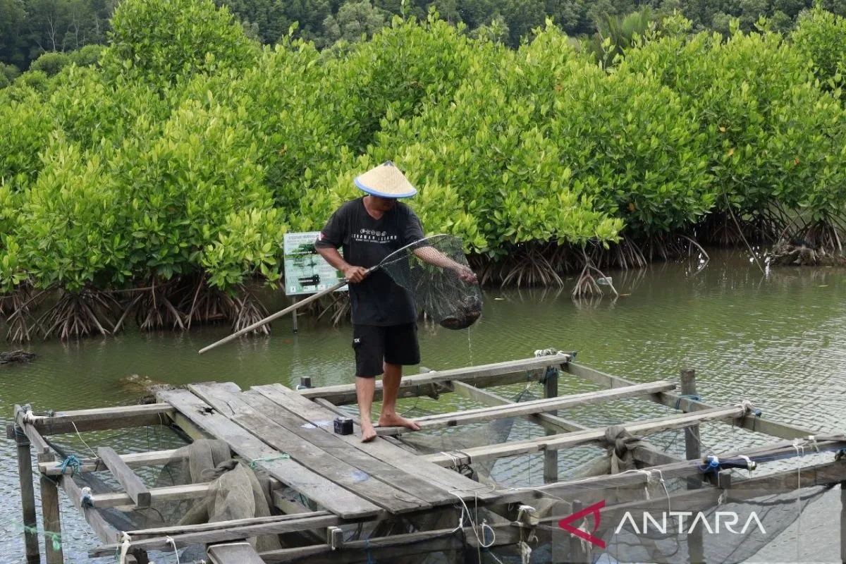 Silvofishery Delta Mahakam, Budidaya perikanan berkelanjutan, Rehabilitasi mangrove Kaltim, Polikultur tambak ramah lingkungan, Profesor Esti Handayani Hardi