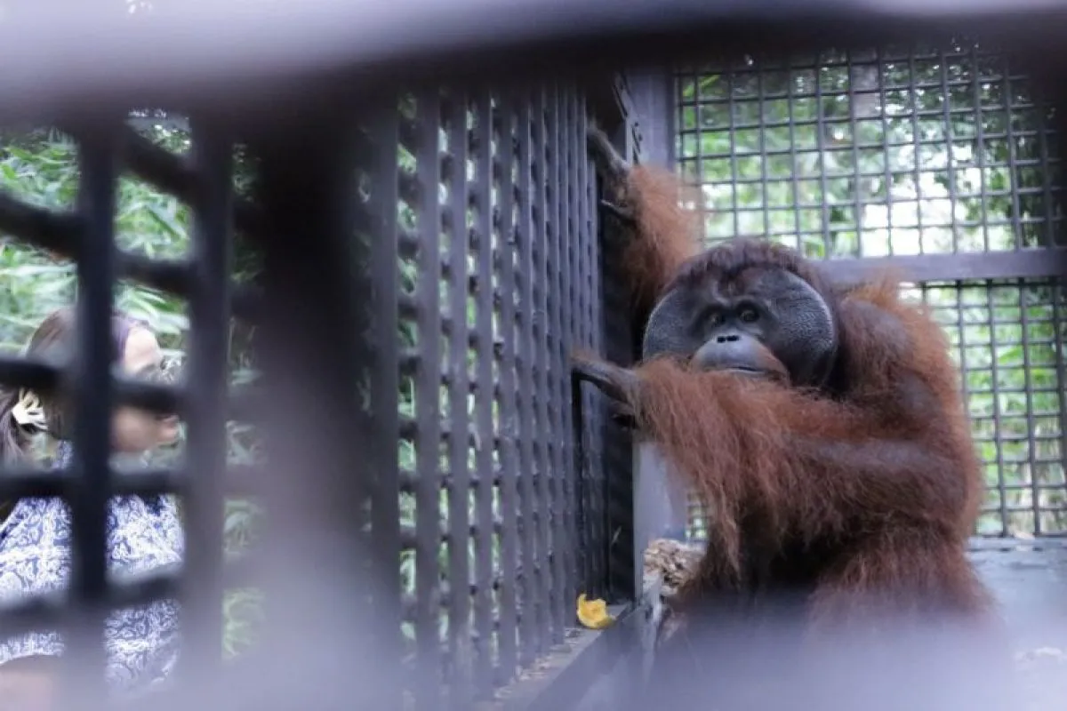 Orang utan, Kalimantan Timur, Rehabilitasi orang utan, Pulau Kelawasan PPU, Yayasan Arsari Djojohadikusumo, BKSDA Kalbar dan Jabar
