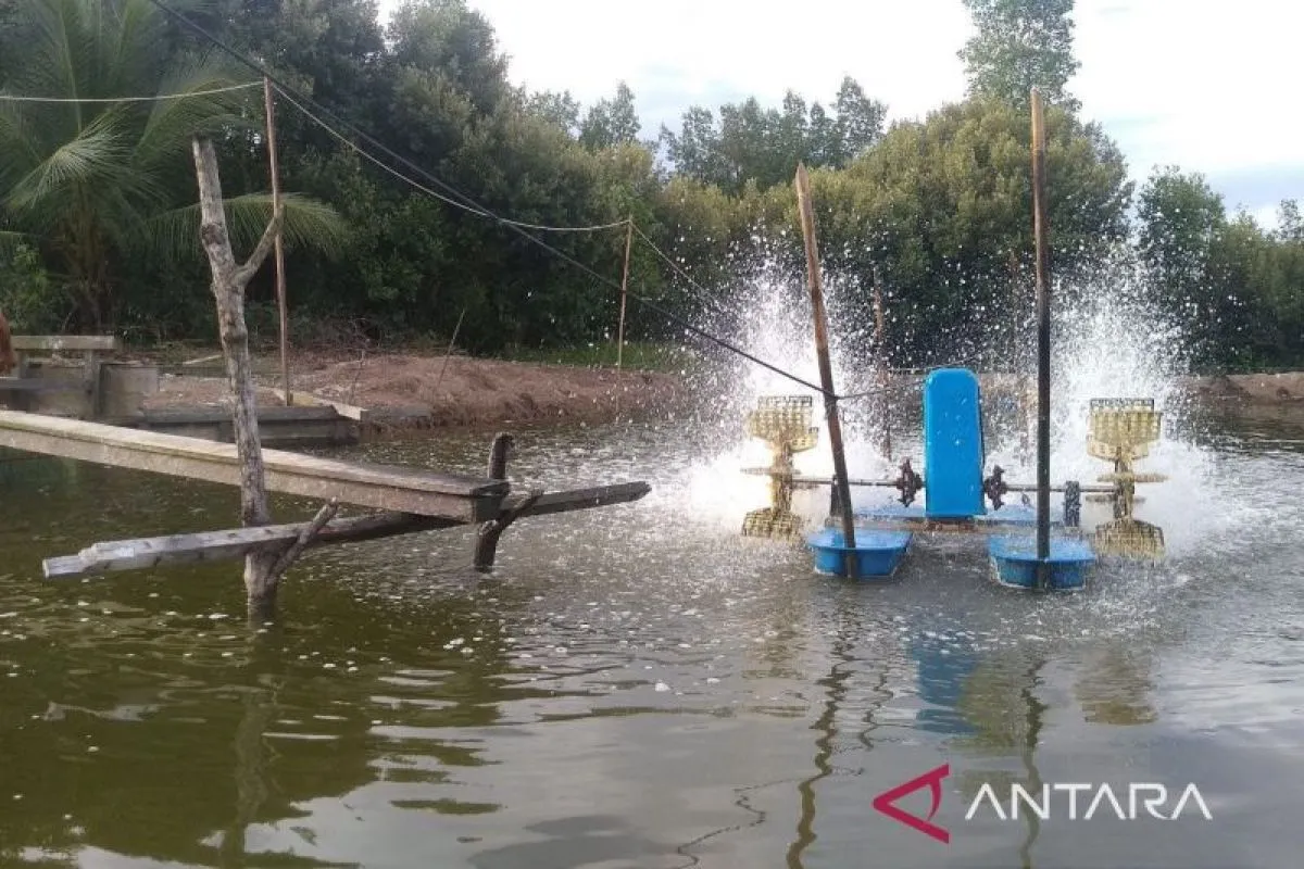 Waspada! Pasang Laut Kaltim Capai 2,8 Meter, BMKG Ungkap 5 Wilayah Pesisir Terancam Tambak Terendam