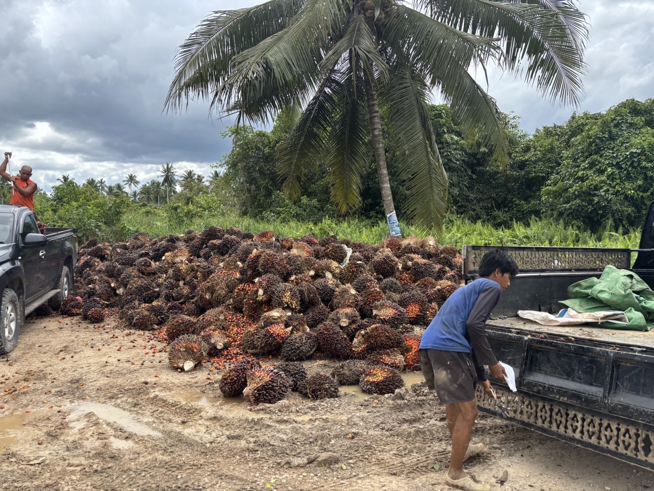 Sumadi Dorong Hilirisasi Kelapa Sawit dan Produk Lokal, Solusi Tingkatkan PAD Berau