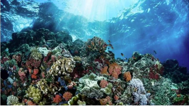 Konservasi Laut Kaltim Makin Diperkuat, Ini 3 Fakta Penting Lindungi Ekosistem Pesisir