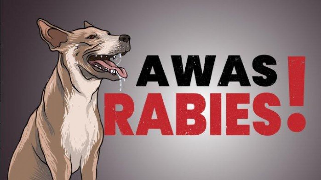 Klinik Hewan Distannak Kukar Tangani Vaksinasi Rabies, Belum Bisa Layani Rawat Inap Kasus  ‎Darurat