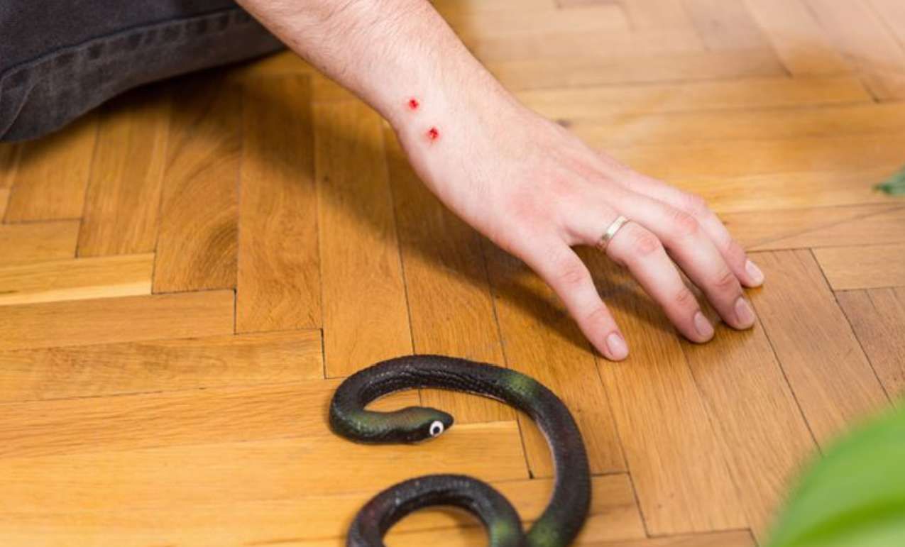 Pertolongan Pertama Gigitan Ular yang Wajib Diketahui