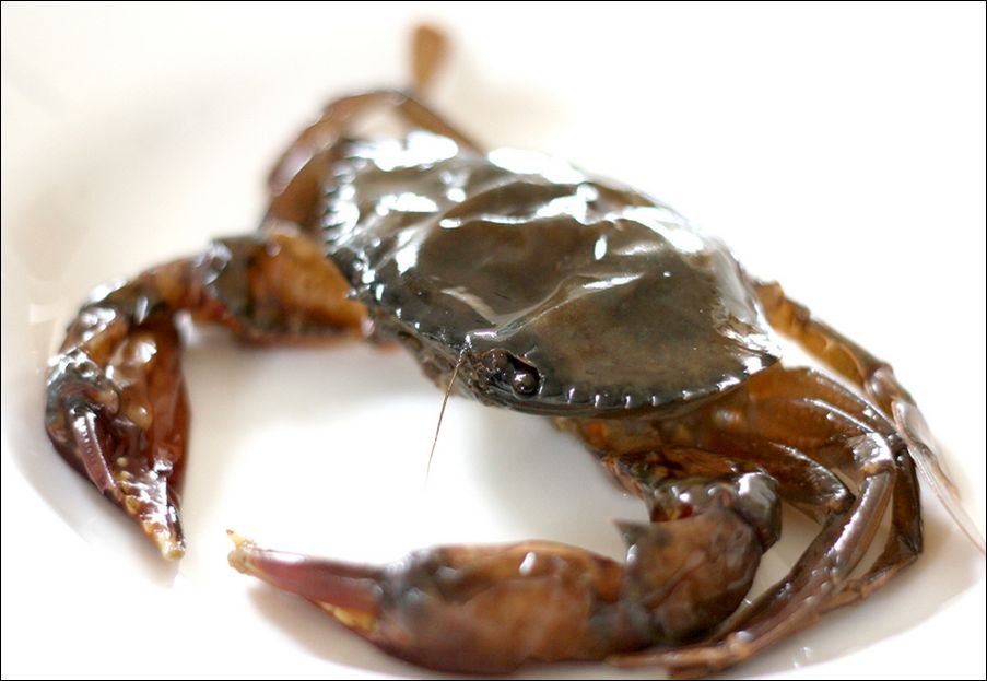 Kepiting Soka Salok Api Laut Mati Massal, Petambak Alami Kerugian Ratusan Juta