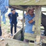 Otorita IKN Sebarkan Bantuan 38 Ekor Hewan Kurban Iduladha 2026