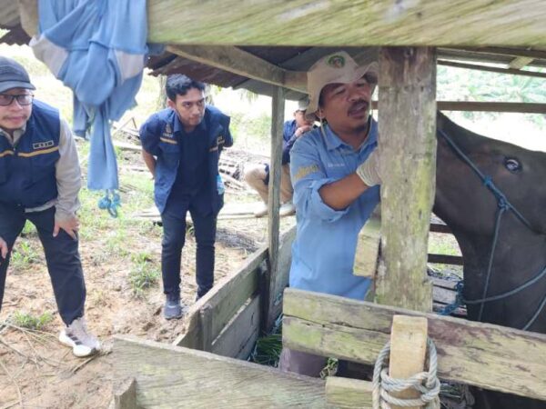 Otorita IKN Sebarkan Bantuan 38 Ekor Hewan Kurban Iduladha 2026