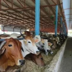 Masyarakat Diimbau Teliti Memilih Hewan Kurban yang Sehat dan Layak