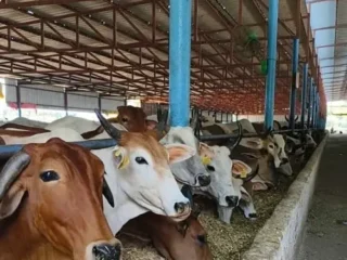 Masyarakat Diimbau Teliti Memilih Hewan Kurban yang Sehat dan Layak