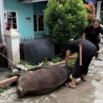 PWI Kukar Sembelih dan Sebar Daging Sapi Kurban Bantuan Pemkab