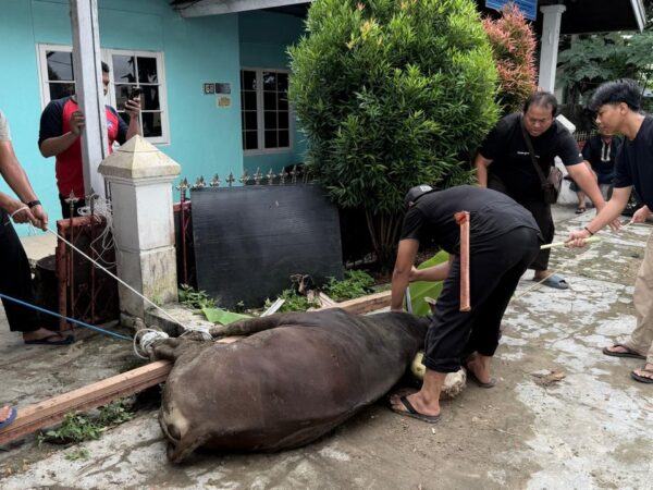 PWI Kukar Sembelih dan Sebar Daging Sapi Kurban Bantuan Pemkab