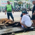 Headlinekaltim.co Sembelih Tiga Ekor Sapi Kurban