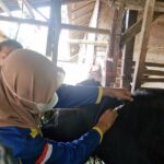 Penjualan Hewan Kurban di PPU Diprediksi Menurun hingga 30 Persen, Ini Penyebabnya