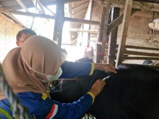 Penjualan Hewan Kurban di PPU Diprediksi Menurun hingga 30 Persen, Ini Penyebabnya