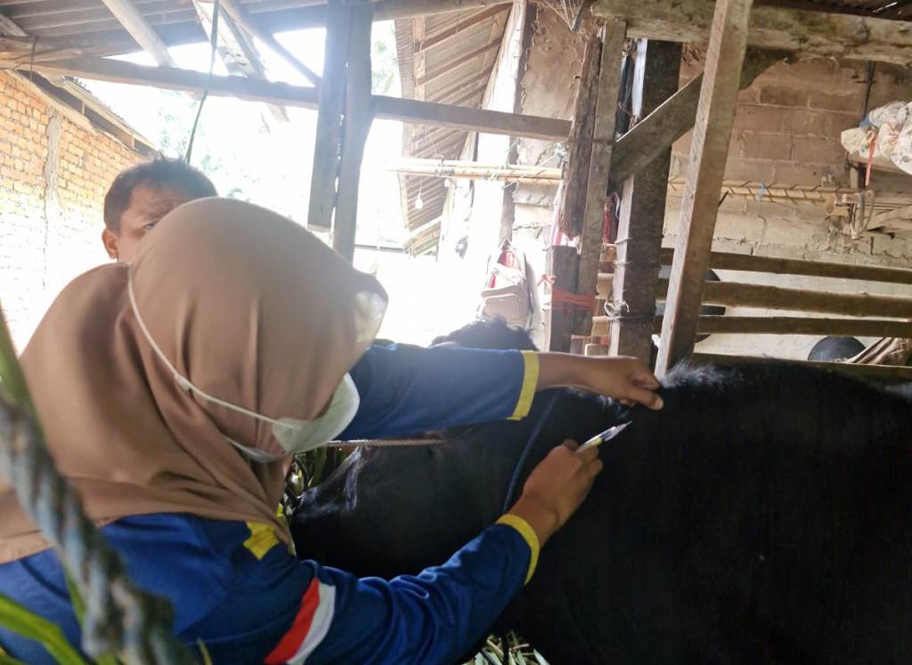 Penjualan Hewan Kurban di PPU Diprediksi Menurun hingga 30 Persen, Ini Penyebabnya