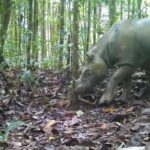 Upaya Evakuasi Badak Pari Demi Mencegah Kepunahan, Belajar dari Kegagalan Malaysia