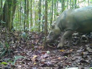 Upaya Evakuasi Badak Pari Demi Mencegah Kepunahan, Belajar dari Kegagalan Malaysia