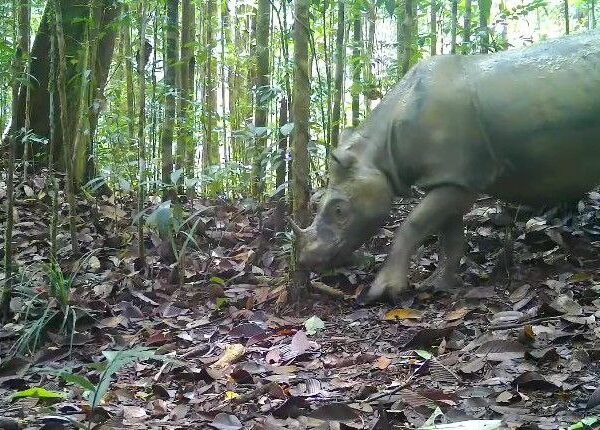 Upaya Evakuasi Badak Pari Demi Mencegah Kepunahan, Belajar dari Kegagalan Malaysia