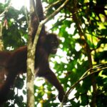 Tiga Orangutan Hasil Rehabilitasi Dilepasliarkan di Hutan Lindung Gunung Batu Mesangat