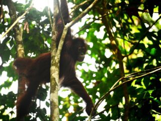 Tiga Orangutan Hasil Rehabilitasi Dilepasliarkan di Hutan Lindung Gunung Batu Mesangat