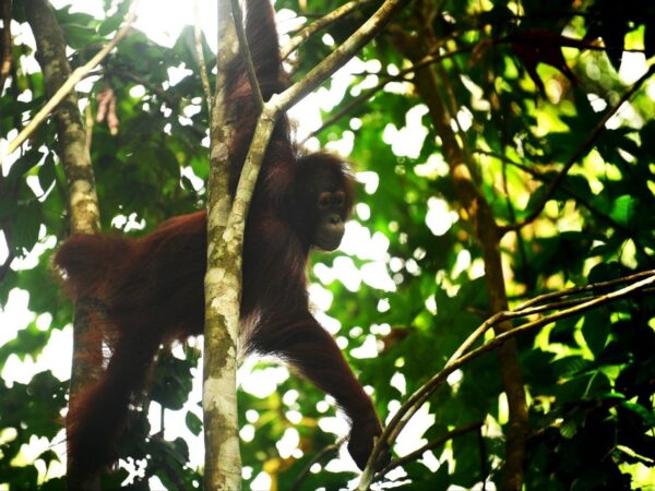 Tiga Orangutan Hasil Rehabilitasi Dilepasliarkan di Hutan Lindung Gunung Batu Mesangat