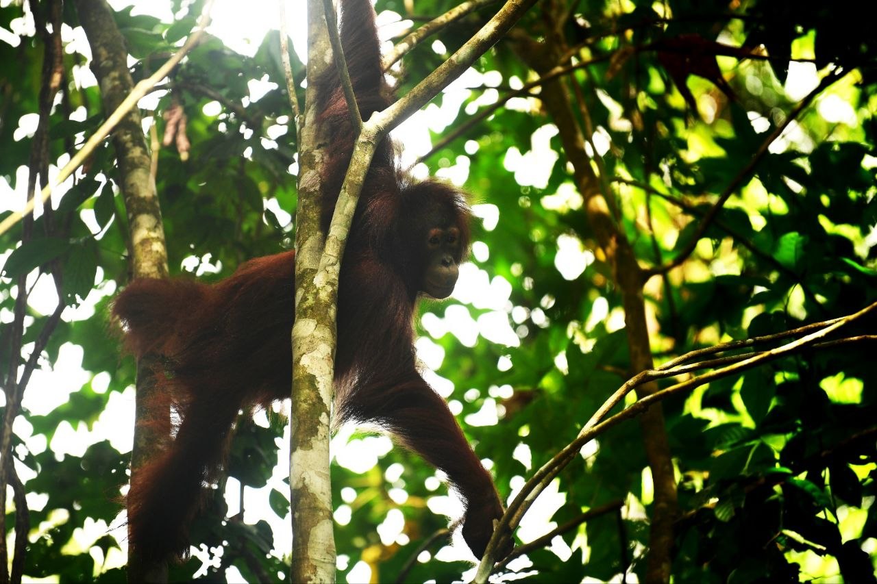 Tiga Orangutan Hasil Rehabilitasi Dilepasliarkan di Hutan Lindung Gunung Batu Mesangat