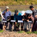 Berau Ambil Bagian dalam Gerakan Tanam Padi Serentak 50.000 Hektare