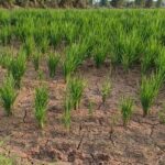 Ratusan Hektare Sawah di Samarinda Terancam Gagal Panen Akibat Kemarau